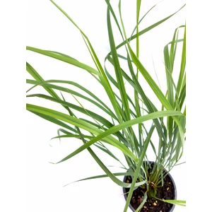 Nádtippan - Calamagrostis x acutiflora 'Karl Foerster'