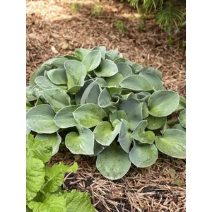 Árnyékliliom - Hosta 'Blue Mouse Ears'