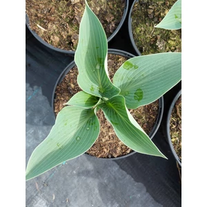 Árnyékliliom - Hosta 'Canadian Blue'
