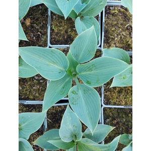 Árnyékliliom - Hosta 'Canadian Blue'