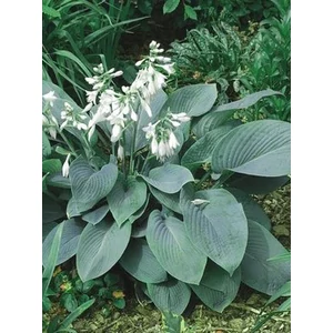 Árnyékliliom - Hosta 'Fragrant Blue'