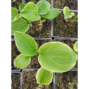 Árnyékliliom - Hosta 'Fragrant Bouquet'