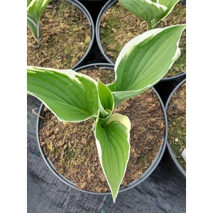 Árnyékliliom - Hosta fortunei 'Francee'