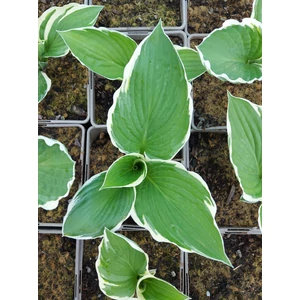 Árnyékliliom - Hosta fortunei 'Francee'