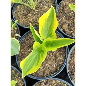 Árnyékliliom - Hosta 'Golden Tiara'