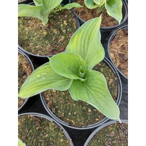 Árnyékliliom - Hosta fortunei 'Gold Standard'