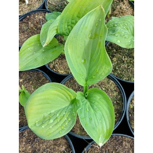 Árnyékliliom - Hosta 'Guacamole'