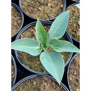 Árnyékliliom - Hosta tardiana 'Halcyon'