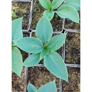 Árnyékliliom - Hosta tardiana 'Halcyon'