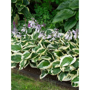 Árnyékliliom - Hosta 'Patriot'