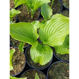 Árnyékliliom - Hosta 'Royal Standard'