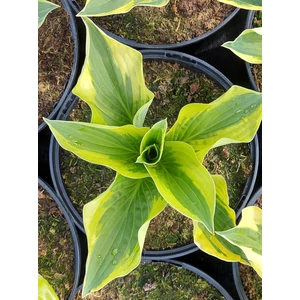 Árnyékliliom - Hosta 'Wide Brim'