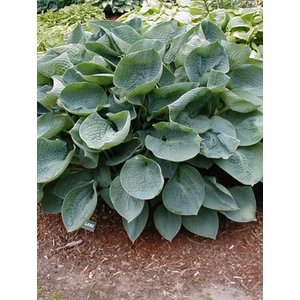 Árnyékliliom - Hosta sieboldiana 'Elegans'