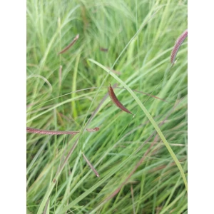 Moszkítófű - Bouteloua gracilis