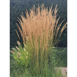 Nádtippan - Calamagrostis x acutiflora 'Karl Foerster'