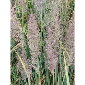 Koreai nádtippan - Calamagrostis brachytricha