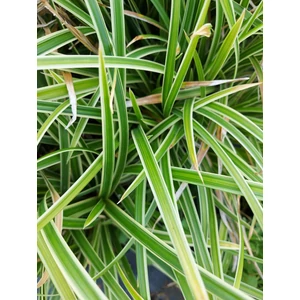 Tarka sás - Carex morrowii 'Ice Dance'