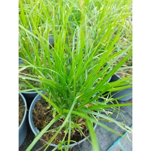 Pálmalevelű sás - Carex muskingumensis