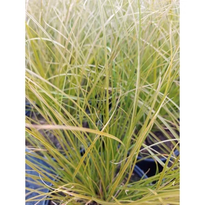 Narancsos sás - Carex testacea