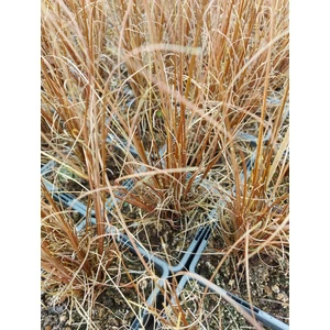 Bőrlevelű sás - Carex buchananii 'Firefox'