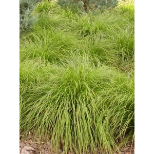 Ritkás sás - Carex remota