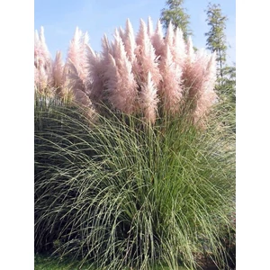 Pampafű - Cortaderia selloana 'Pink Feather'