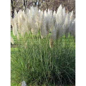 Pampafű - Cortaderia selloana 'White Feather'