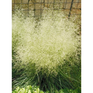 Gyepes sédbúza - Deschampsia cespitosa 'Goldtau'