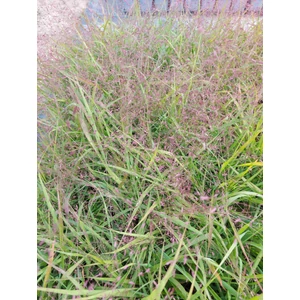 Pompás tőtippan - Eragrostis spectabilis