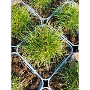 Medveszőr csenkesz - Festuca gautieri