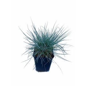 Deres csenkesz - Festuca glauca 'Elijah Blue'