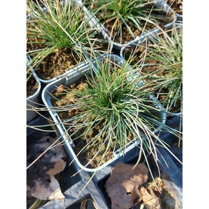 Deres csenkesz - Festuca glauca 'Azurit'