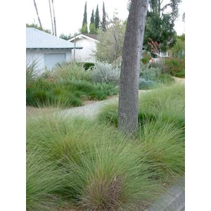 Atlasz csenkesz - Festuca mairei