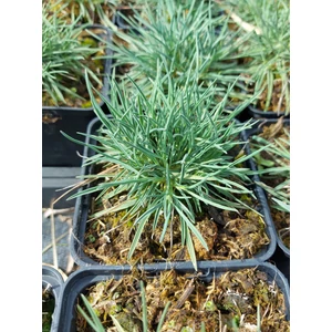 Deres fényperje - Koeleria glauca