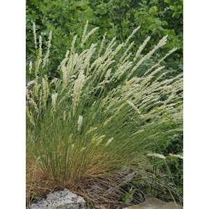 Prémes gyöngyperje - Melica ciliata