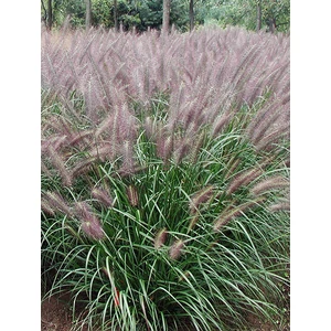 Tollborzfű - Pennisetum 'Red Head'