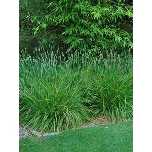 Nyúlfarkfű - Sesleria 'Greenlee Hybrid'