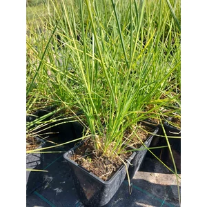 Őszi nyúlfarkfű - Sesleria autumnalis