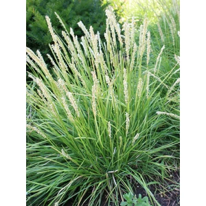 Őszi nyúlfarkfű - Sesleria autumnalis
