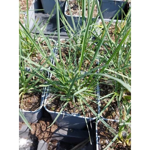 Olasz nyúlfarkfű - Sesleria nitida