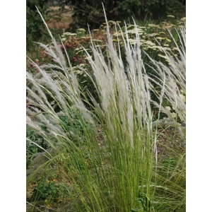 Perui tollfű - Stipa ichu