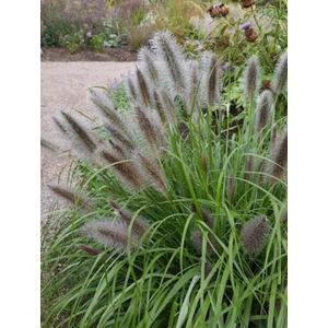 Tollborzfű - Pennisetum 'Black Beauty'