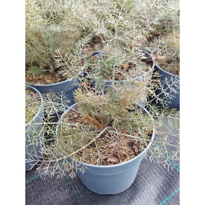 Bronz levelű édeskömény - Foeniculum vulgare 'Bronze'