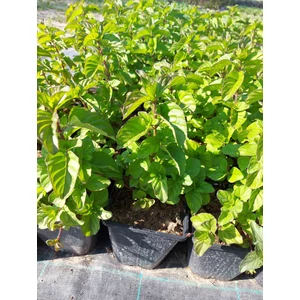 Csokoládé menta - Mentha x piperita 'Chocolate Mint'