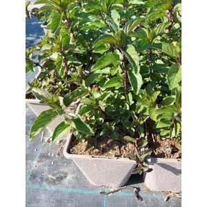 Borsmenta - Mentha x piperita 'English Peppermint'