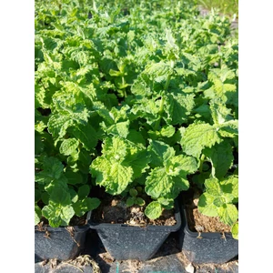 Mojito menta - Mentha arvensis 'Mojito Mint'