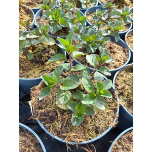 Mandarin illatú menta - Mentha x piperita 'Mandarin Mint'