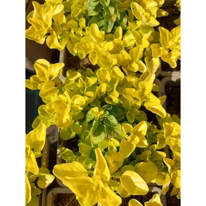 Oregánó - Origanum vulgare 'Gold Nuggett'