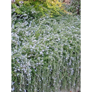 Kúszó rozmaring - Rosmarinus repens 'Blue Rain'