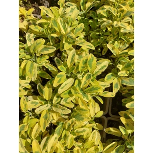 Orvosi zsálya - Salvia officinalis 'Icterina'